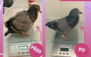 Záchranný balíček pro holuby v tísni