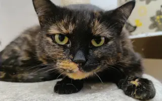 Pomoc s úhradou veterinárních nákladů 🙏