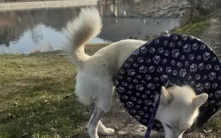 Pomoc pro Neepse - náklady na léčbu a operaci nohy