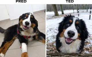 Pomoc pro Dorotku – malé štěňátko bojující o život