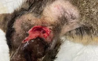 Pomozme pejskům a kočičkám se startem do lepšího života