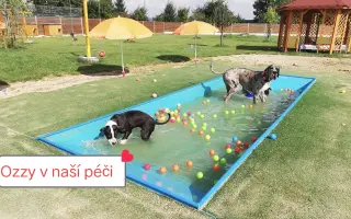 Pomozte zachránit Psí domov spolku Zastavme Utrpení.