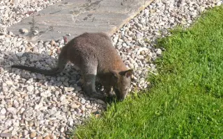 Pomozme osamělému klokanovi