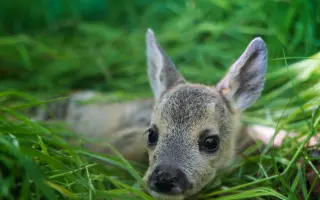 Zachraňme kokořínská srnčata
