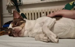 Bezbolestný pohyb pro Bobbyho