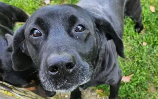 Pomozte Lucky znovu běhat – přispějte na její operaci a rehabilitace