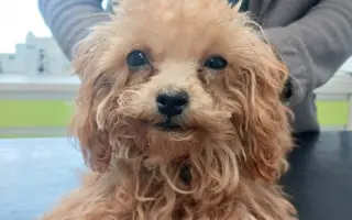 Pomozte nemocnému Maxovi a 14 drobečkům z velkomnožírny!