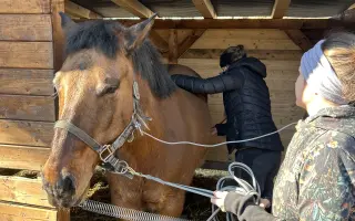 Akutní operace a pooperační péče Lucase