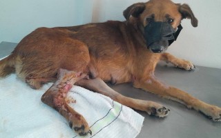 Tiché volání o pomoc aneb lepší zítřky pro Tunisáčky
