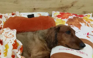 Pomoc pre Hectorka ❤️ držte tlapky, právě bojujeme 🍀