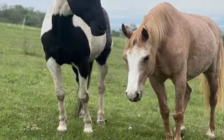 Pomozme Kess po těžké akutní operaci
