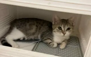 Pomoc s úhradou veterinárních nákladů 🙏