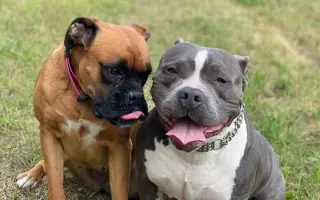 Pomoc pro spolek Kapka pro tlapky