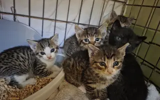 Staňte se nadějí pro kočičky bez domova