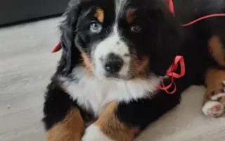 Pomozte Hubertovi chodit konečně bez bolesti ❤️