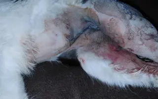 Kočičí princezna Mína