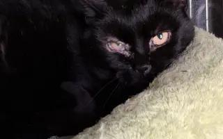 Pomoc pro kočky a koťátka Kočky u Katky