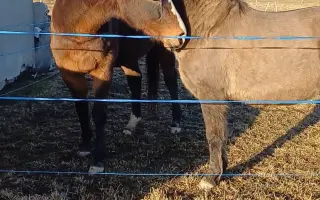 Pomozme schvácenému koni,aby mohl žít život bez omezení