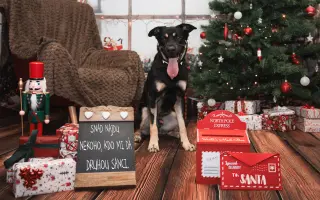 Pomozte nám ulevit Persimu od bolesti