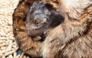 Prosíme, pomozte Nefince přestat trpět 💔