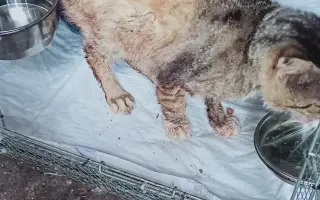 Pomoc pro nemocného kocoura z ulice – na léčbu a bezpečný domov