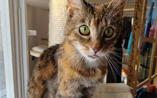 Pomoc s úhradou veterinárních nákladů 🙏