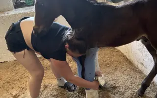 Miracle Joy After Storm ✨🐴