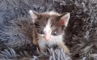 Pomoc pro nová koťata a kočičky - Kočky u Katky