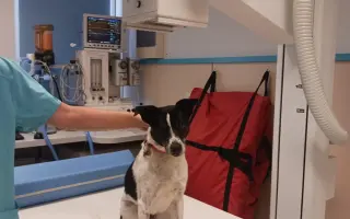 Voříškov přijal 45 nových chlupáčů - pomůžete spolu s námi změnit jejich příběh?