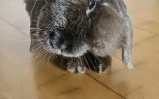 POMOC pro milovaného králíčka Tobiaska