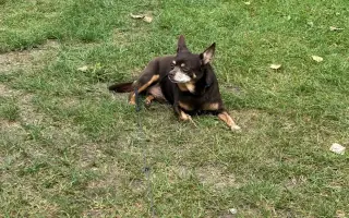 Pomoc pro pejska s potížemi s krční páteří