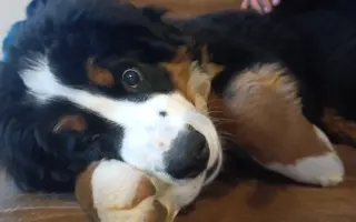 Pomoc pro Dorotku – malé štěňátko bojující o život Pomoc pro Dorotku – malé štěňátko bojující o život