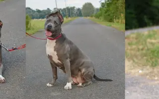 Pomáháme opuštěným a týraným psům najít cestu domů 🩷