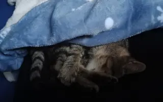 Pomoc pro 8 statečných 😺