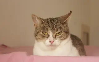 Pomůžeme kočičkám z Čestlic k bezbolestnému životu?