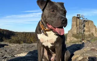 Dobbyho invalidní vozíček a rehabilitace