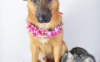 Pomáháme opuštěným a týraným psům najít cestu domů 🩷