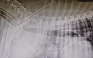 Maxíček s andělskými křídly