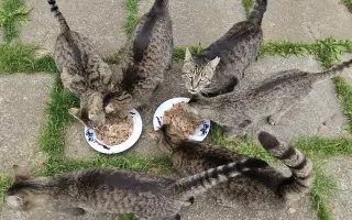 BOJ O PŘEŽITÍ (aneb záchrana kočiček bez domova)