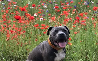 Dobbyho invalidní vozíček a rehabilitace