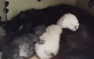 Veterinární péče pro zachráněné maminky s koťátky