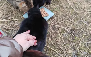 Lepší život pro kočky na Berounsku !