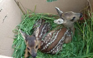 Pomozte Oldovi zachránit další srnčata