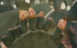 Natočte s námi ambiciózní sérii o ČESKÝCH DOBRODRUZÍCH