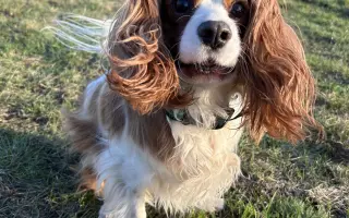 Akutní operace kyčle pro Charlieho: pomozte mu opět běhat bez bolesti