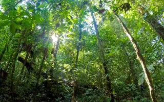 Amazonie volá o pomoc: zachraňme tisíce druhů zvířat a rostlin před těžaři