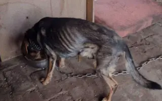 Vánoční sbírka pro opuštěná a týraná zvířata