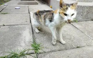 Pomohli jste uhradit veterinární péči pro kočičky z Kočičího štěstí, z.s.