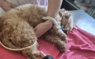 Pomoc s náklady na léčbu a rehabilitaci pro Aishu