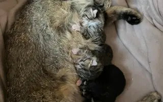 Veterinární péče pro zachráněné maminky s koťátky